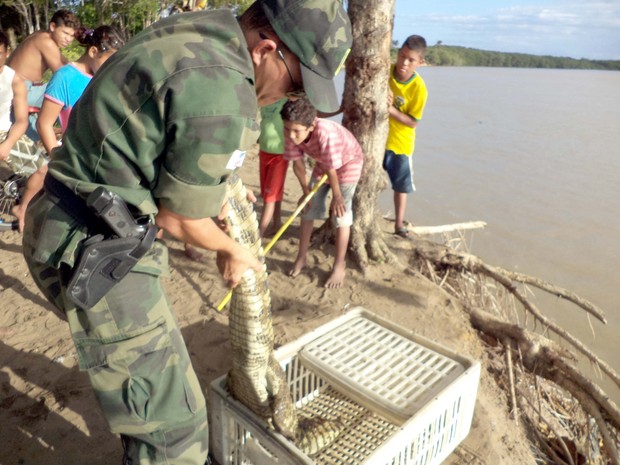 Polícia recolhe jacará após denúncia de pescadores (Foto: Divulgação/ Polícia Ambiental)