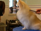 Japão tem salão onde donos e pets fazem penteados juntos