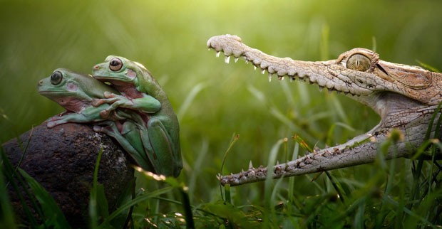 Casal 'apaixonado' de sapos não percebeu crocodilo à espreita logo atrás (Foto: Fahmi Bhs/Solent News)