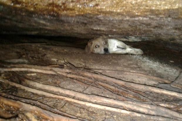 Cachorra ficou presa em fenda entre duas pedras (Foto: Corpo de Bombeiros de Balneário Camboriú/Divulgação)