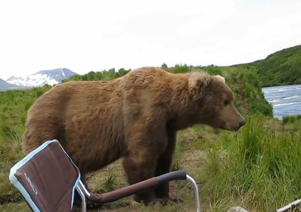 Urso foi embora logo em seguida após aparição surpresa (Foto: Reprodução/YouTube/Tani Enter)