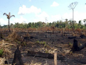 Desmatamento na Amazônia apresenta redução (Foto: Marcello Casal Jr/ABr)