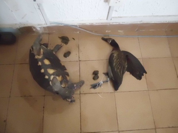 O pato silvestre encontrado com dois suspeitos em Araguaína estava baleado (Fot Divulgação/CIPRAMA TO)