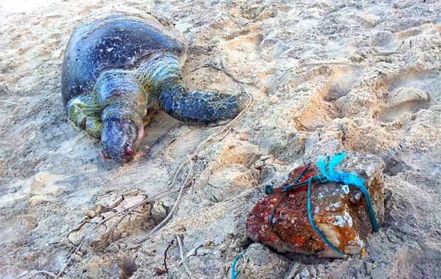 Tartaruga foi encontrada morta, amarrada a uma pedra (Foto: Antônio Netto/G1)