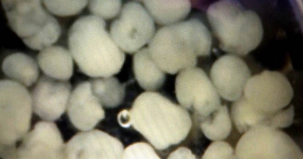 Pesquisadores usam minicérebros em estudo de esquizofrenia (Foto: Antonio Scarpinetti  – Ascom – Unicamp)