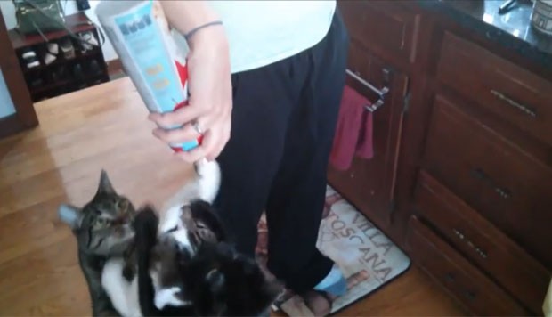 Vdeo de gatos desesperados para comer chantilly faz sucesso na internet (Foto: Reproduo/YouTube/Minion and Friends)