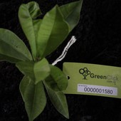 Empresa transforma audiência em árvores (Divulgação/Green Click)