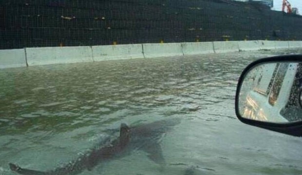 Foto falsa mostra tubarão em estrada inundada em Houston (Foto: Reprodução/Twitter/Brian Matthews)