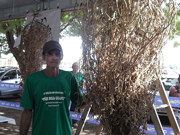 Pé de soja gigante tem três metros de altura e quase 9 mil vagens (Foto: Divulgação/Prefeitura de Santa Carmen)