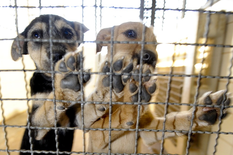 Cachorros, recolhidos nas ruas ou abandonados pelos donos, aguardam interessados em adotá-los, no Centro de Controle de Zoonoses do Distrito Federal. (Foto: Fabio Rodrigues Pozzebom/ABr)