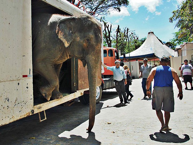 Elefanta Lady será transferida para parque zoobotânico de João Pessoa (Foto: Divulgação/Secom-JP)