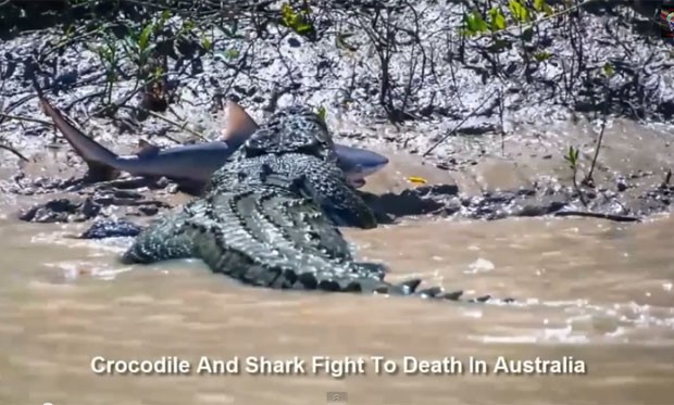 Crocodilo de mais de cinco metros oi flagrado na terça-feira (5) devorando um tubarão-touro no rio Adelaide (Foto: Reprodução/YouTube/InterestingLatestNews)