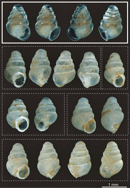 Na imagem, é possível ver vários ângulos da concha desta nova espécie de caracol (Foto: J. Bedek/Creative Commons)