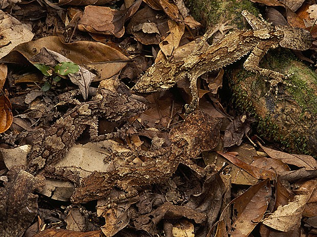 Mimetismo da lagartixa "cauda de folha" permite que rasteje camuflada em meio a folhas secas  (Foto: John Cancalosi/Nat Geo Stock/Caters News)