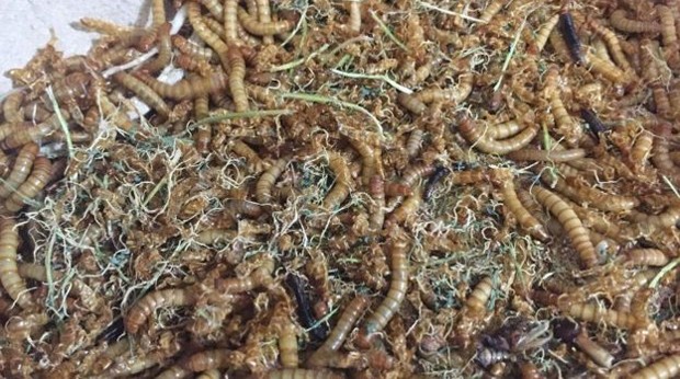Larvas de besouros cultivadas na Coalo Valley Farm, empresa criada em 2015  (Foto: BBC)