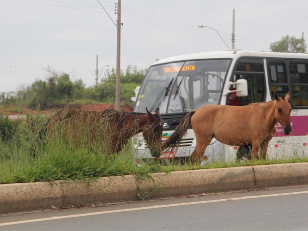 Veículos tem que desviar dos animais com frequencia na zona sul da cidade (Foto: Jéssica Balbino/ G1)