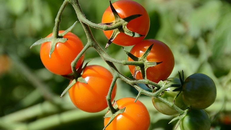 tomate-tomatinho (Foto: Rob Bertholf/Wikimedia Commons)