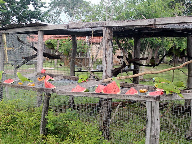 No processo de soltura, cercado de tela que abriga as aves  aberto no perodo da manh. (Foto: Ingrid Grahn/Arquivo pessoal)