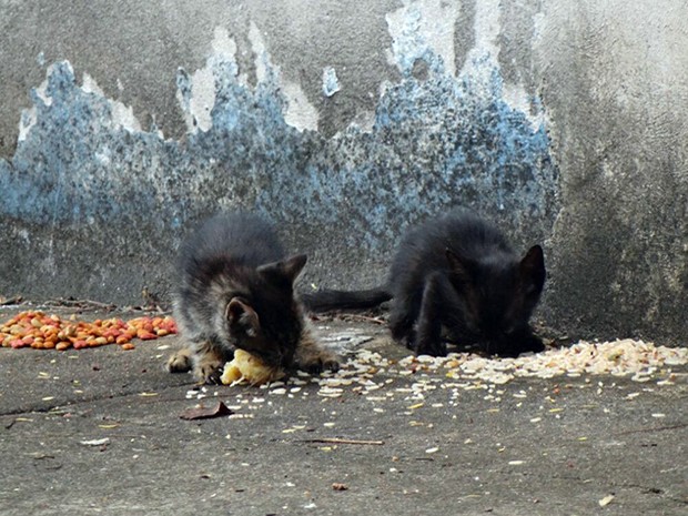 Gatos foram vítima de comida envenenada, em Gurupi (Foto: Diane Perinazzo/AVB)