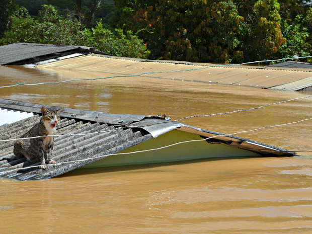 Em imagem da terça-feira (24), gato fica preso em telhado de casa totalmente submersa pela cheia do Rio Acre em Brasiléia (Foto: Caio Fulgêncio/G1)