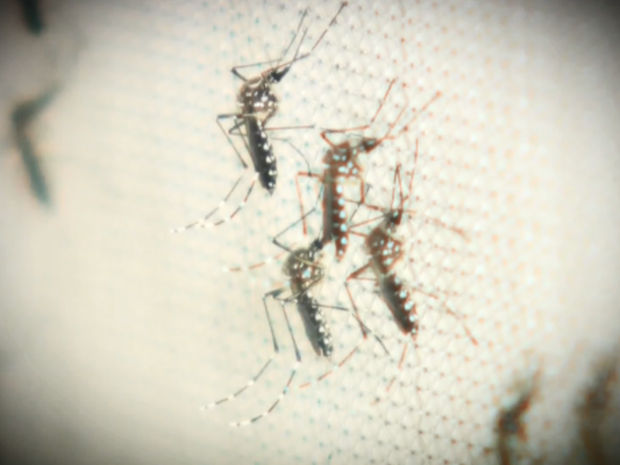 Mosquito Aedes Aegypti, transmissor da dengue, zira vírus e chikungunya  (Foto: Reprodução/ EPTV)