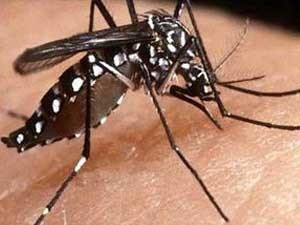 O mosquito da Dengue (Foto: Divulgação)