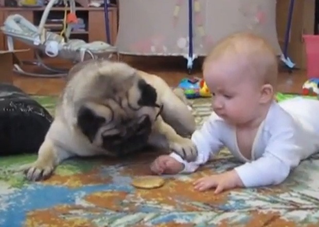 Pug usou as patas para impedir que bebê ficasse com biscoito (Foto: Reprodução/YouTube/MsArvensis)