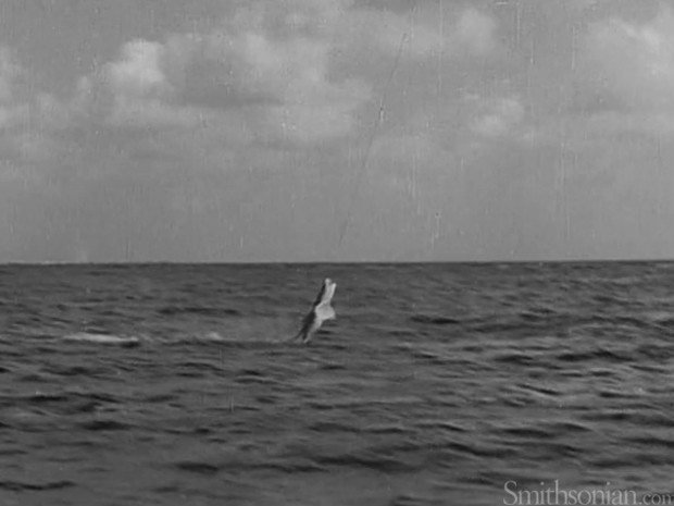 Tubarão se debate, mas acaba sendo pescado por dirigível em Miami (Foto: Smithsonian.com/Reprodução)