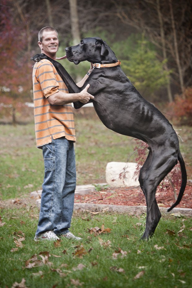 What Is The Biggest Dog In The Entire World What Is The Biggest Dog In The Entire World