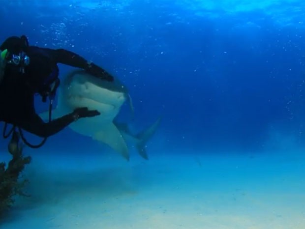 Jim Abernethy se arriscou e fez carinho em um grande tubarão-tigre  (Foto: Reprodução/YouTube/Jim Abernethy)