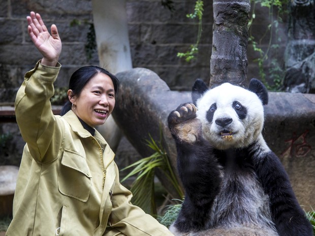 Panda gigante imita o gesto de sua tratadora e acena para visitantes que foram até o centro de pesquisas onde ele vive em Fuzhou, na China, para comemorar seu 35º aniversário (Foto: Reuters)