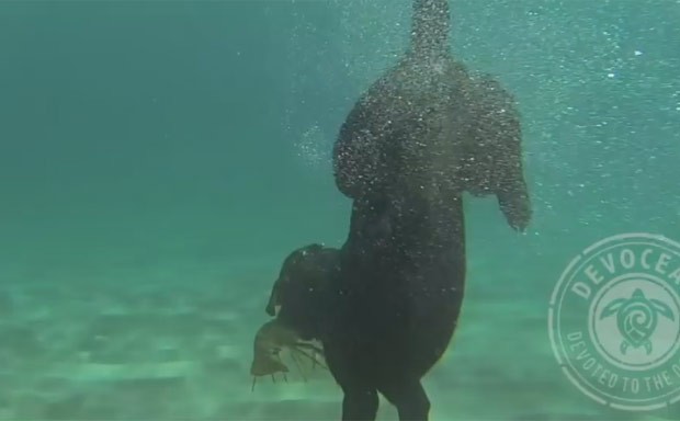 Vídeo mostra cadela saltando de barco e nadando até o fundo para capturar crustáceo (Foto: Reprodução/YouTube/Devoted to the Ocean)