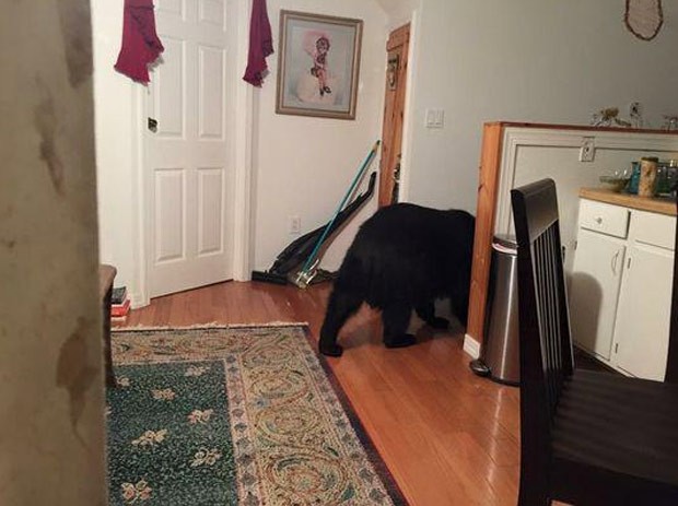Americana encontrou um urso no apartamento de sua filha em Asheville (Foto: Asheville Fire Dept)