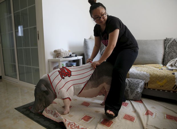 Porca Wuhua se tornou sensação nas redes sociais no país asiático (Foto: Kim Kyung-hoon/Reuters)