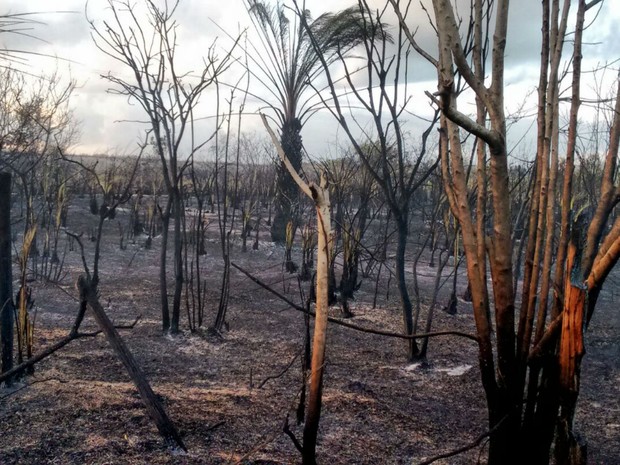 Bombeiros combatem fogo que começou na quarta-feira (6), no município de Santa Cruz Cabrália (Foto: Taisa Moura / TV Santa Cruz)