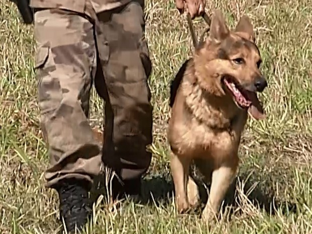 Aposentadoria cão Maylon Uberaba (Foto: Reprodução/TV Integração)