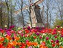 Temporada tem 7 milhões de flores na Holanda (Divulgação/Keukenhof)