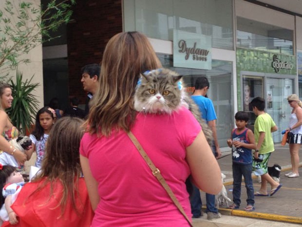 Gato participa de carnaval para animais em shopping de Águas Claras. (Foto: Mariana Oliveira/G1)