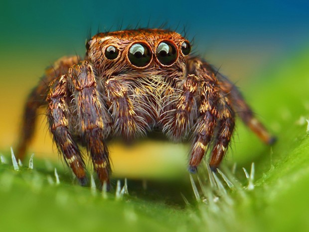 'Nas manhãs, as aranhas não são tão agressivas. No entanto, quando estão se mexendo, fica bem complicado. Às vezes, elas ficam mais cansadas depois de pularem. Assim, fica mais fácil fotografá-las', conta o fotógrafo (Foto: Roni Hendrawan/Solent News/Rex Features)
