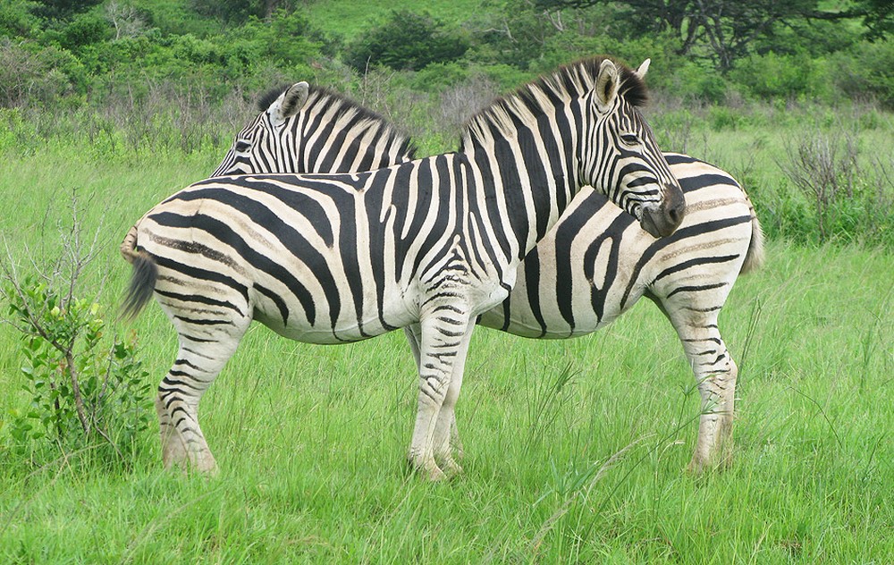 Listras das zebras, característica que não as caracteriza como mamíferos, podem ser uma boa analogia para a dificuldade de definir a vida, diz filósofa (Foto: Dennis Barbosa/G1)