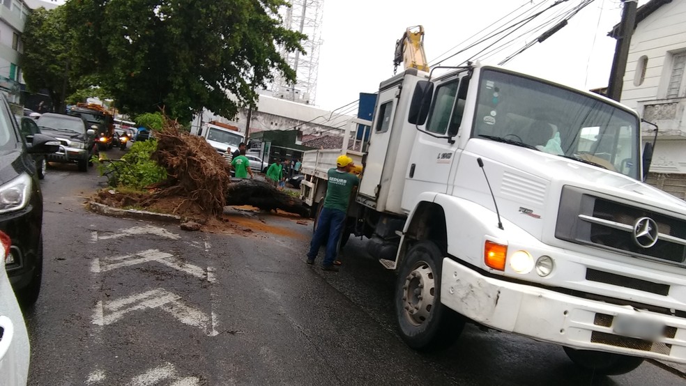 &Aacute;rvore tombou na Avenida Tabajaras, em Jo&atilde;o Pessoa, durante chuva registrada na segunda-feira (Foto: Diogo Almeida/G1)