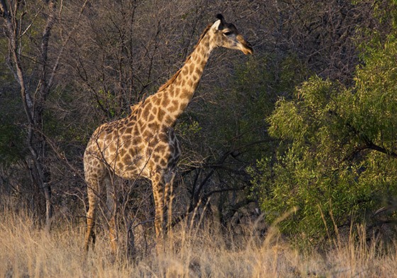 Ao nascer do sol, uma girafa busca suas primeiras folhas matinais (Foto: © Haroldo Castro/Época) Ao nascer do sol, uma girafa busca suas primeiras folhas matinais (Foto: © Haroldo Castro/Época)