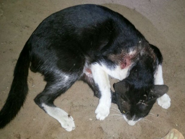 O gato teria sido morto com um tiro de uma espingarda calibre 32, em Araguatins (Foto: Divulgação/PM TO)
