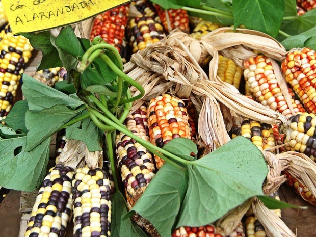 Alimento Sagrado Para Os Indios Fara Parte Da Merenda Escolar De Itanhaem Santos E Regiao G1