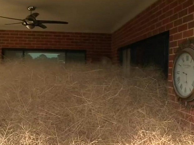 Palha é conhecida como 'hairy panic' em inglês, ou 'pânico cabeludo' (Foto: BBC)