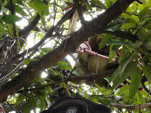 Árvores com objetos pendurados em Narandiba, em Salvador, Bahia (Foto: Lílian Marques/ G1)