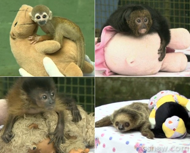 Bichinhos de pelúcia ajudam no tratamento dos animais silvestres (Fot Mais Você / TV Globo)
