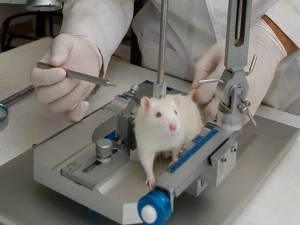 O Liberal (Foto: Pesquisador fez testes em ratos para provar benefícios da copaíba)