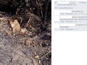 Em consequência das queimadas, muitos animais acabam morrendo no local (Fot Adailton Paulino/Arquivo pessoal)