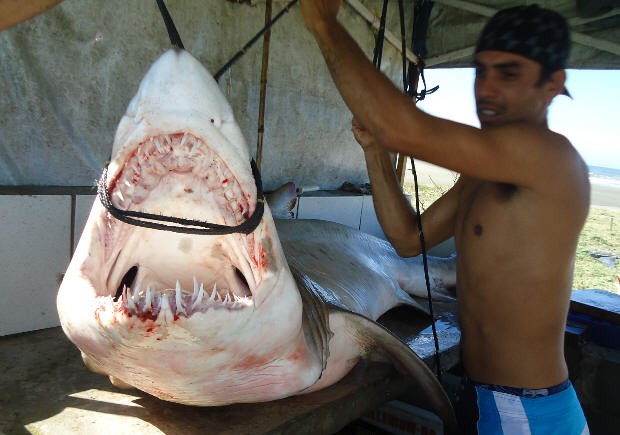 Tubarão é encontrado em Itanhaém (Foto: Arquivo Pessoal)